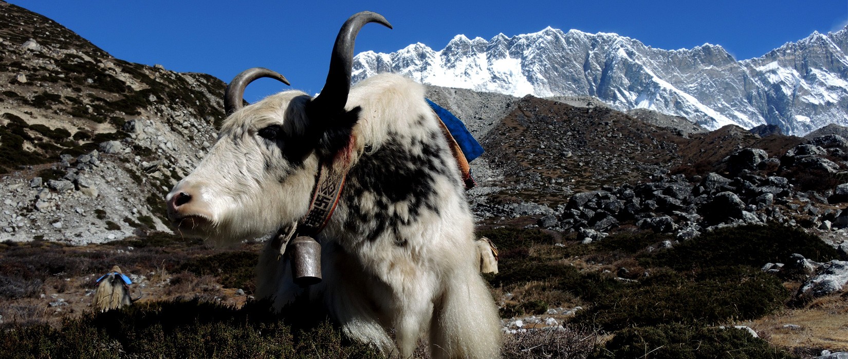 Yak's on the way to EBC Trek